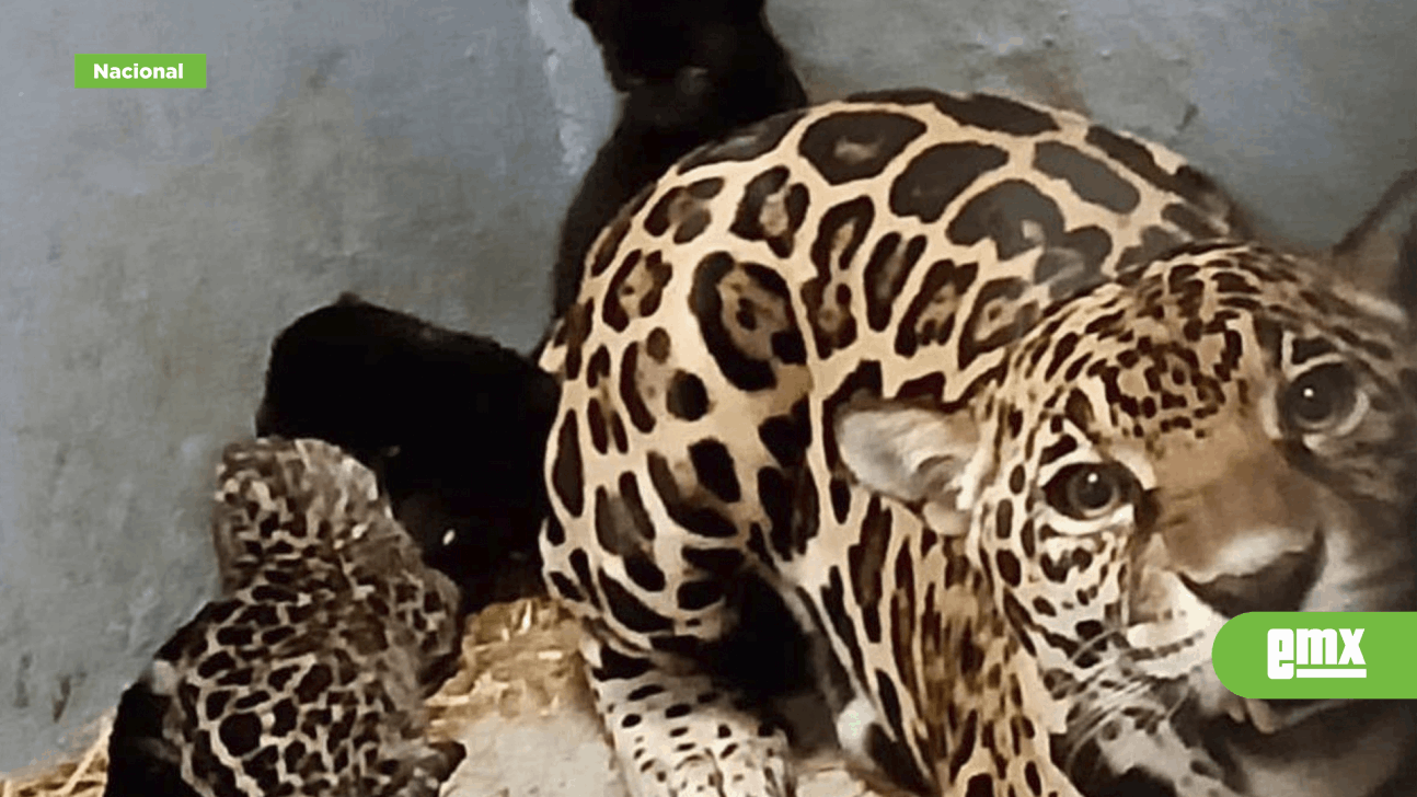 EMX-Nacen 3 cachorros de jaguar en Chapultepec CDMX; especie en peligro de extinción