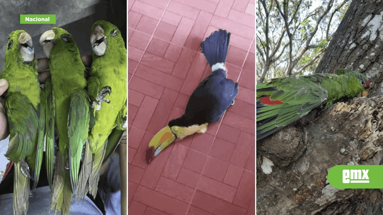 EMX-Ola-de-calor-provoca-muerte-de-aves-en-Tamaulipas-y-San-Luis-Potosí