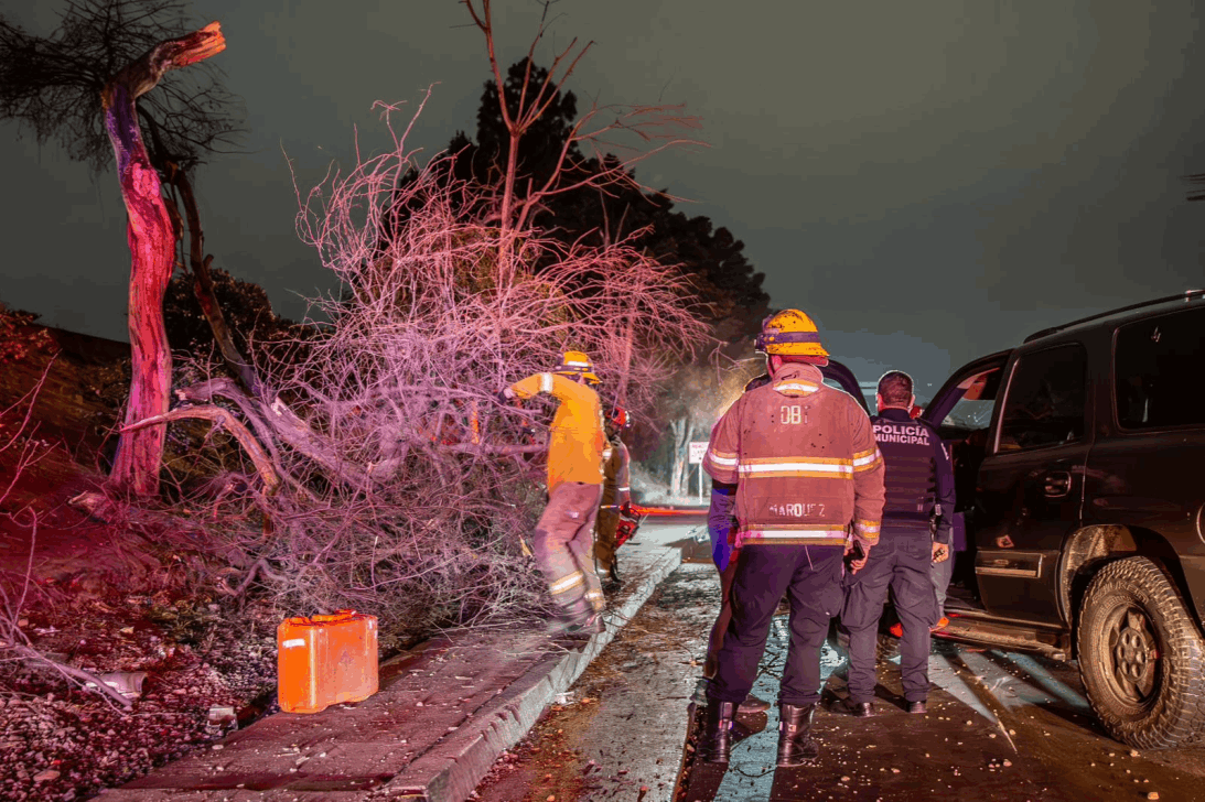 Choca conductor contra un árbol sobre la vía rápida - El Mexicano