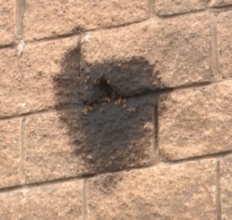 f5c5e527-c200-4441-a945-eac7bc000381