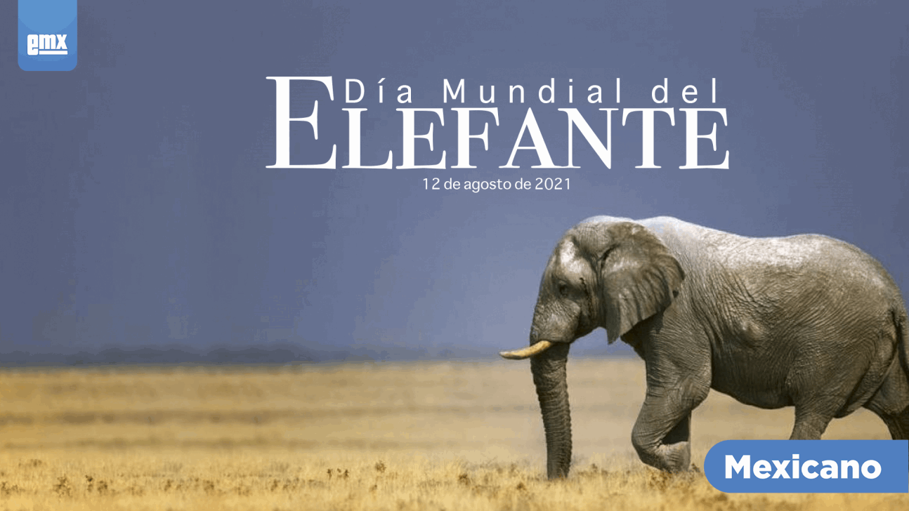 EMX-Día Mundial del Elefante - 12 de Agosto 2021