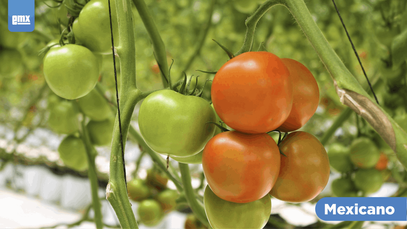 EMX-Despuntó la siembra de tomate en Mexicali