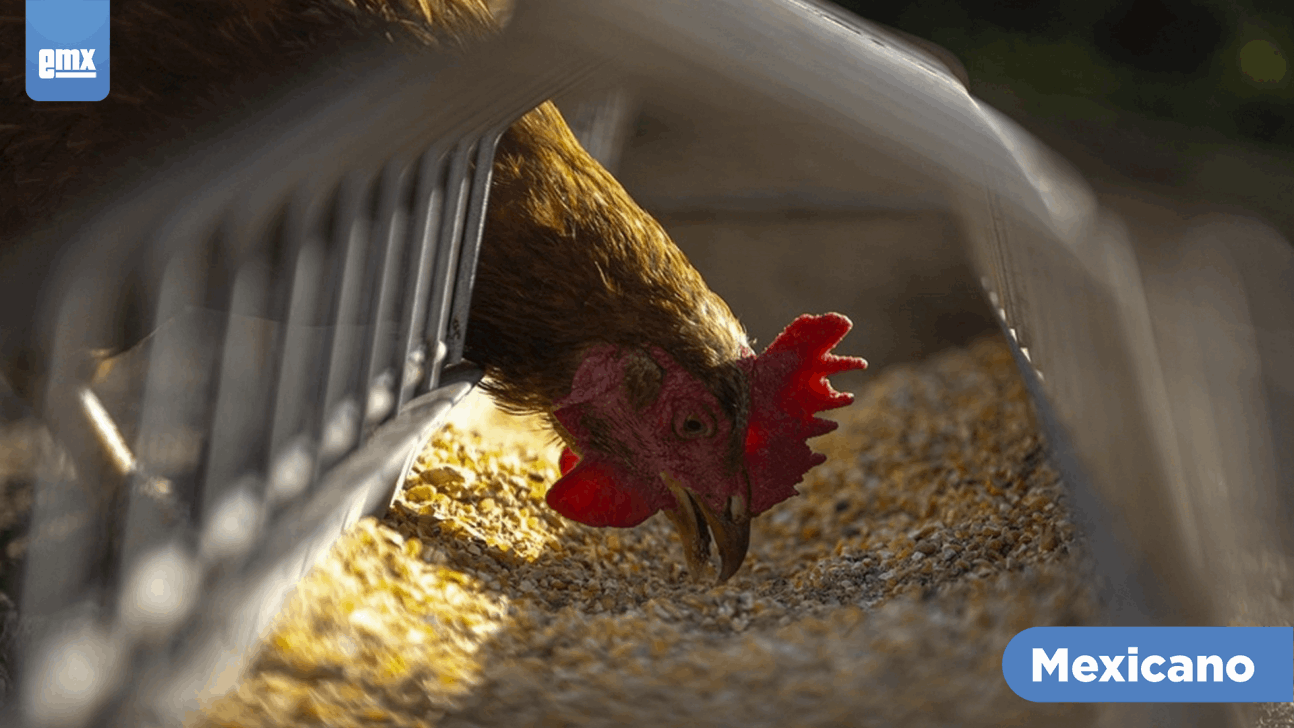 EMX-Sacrifican 18 millones de aves de corral para detener una epidemia de gripe aviar en Italia