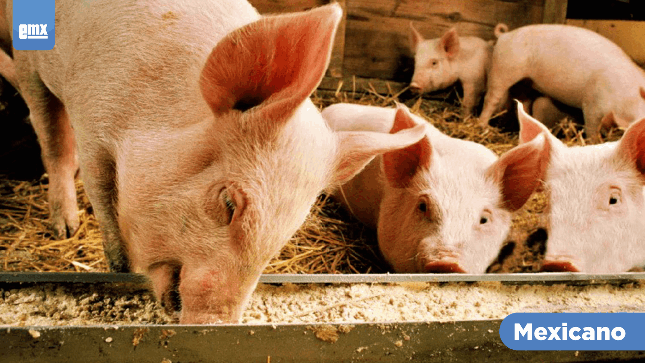 EMX-Alertan a porcicultores de Baja California