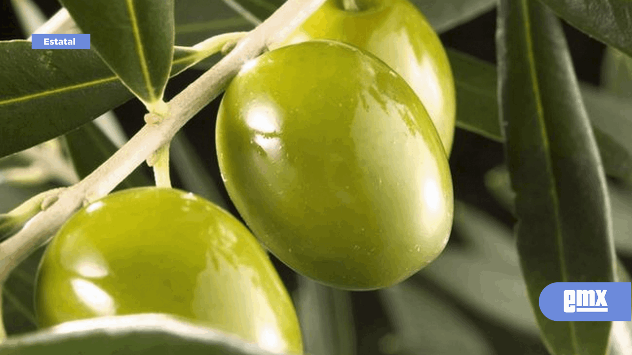 EMX-Reporta la SADER 12 mil 490 hectáreas de cultivos perennes