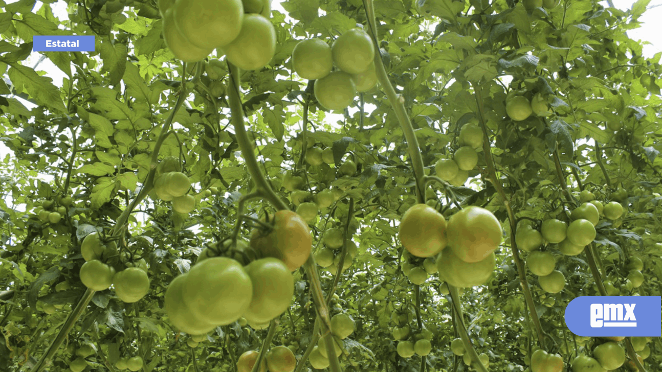 EMX-Superan productores las siembras del ciclo Primavera-Verano
