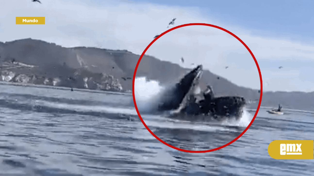 Ballena jorobada gigante casi se traga a dos mujeres en aguas de California El Mexicano Gran Ballena jorobada gigante casi se traga a dos mujeres en aguas de California El Mexicano Gran
