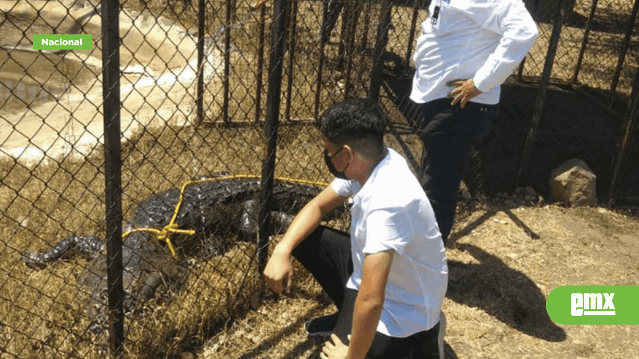 EMX-Cocodrilo que atacó a hombre en Laguna del Carpintero ya se encuentra en un zoológico
