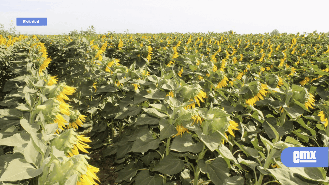 EMX-Beneficiará SADER a productores de flores y plantas ornamentales de BC