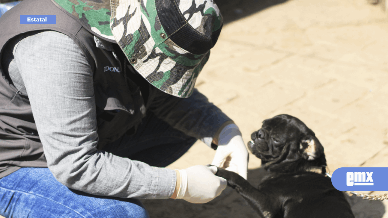 EMX-Estará personal de zoonosis y vectores en Playas de Rosarito con vacunación antirrábica y desparasitación de mascotas