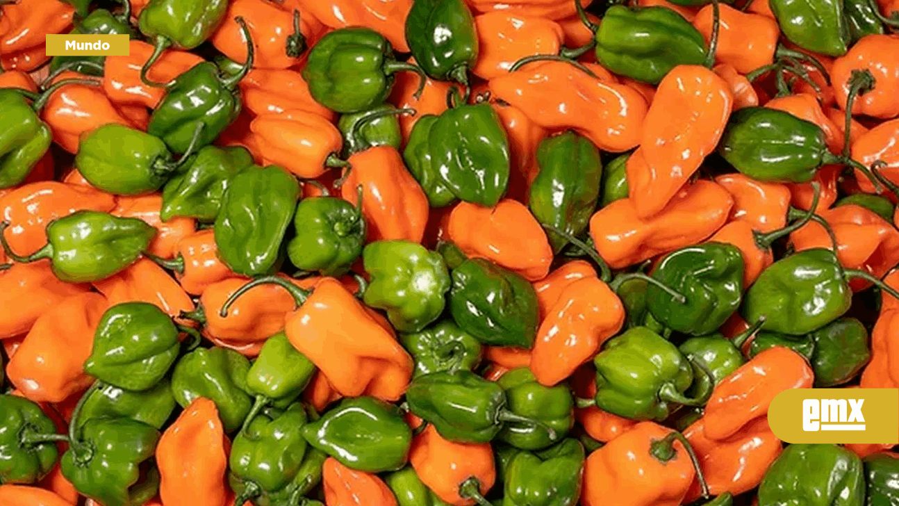 Este es el chile más picoso del mundo y no es mexicano El Mexicano