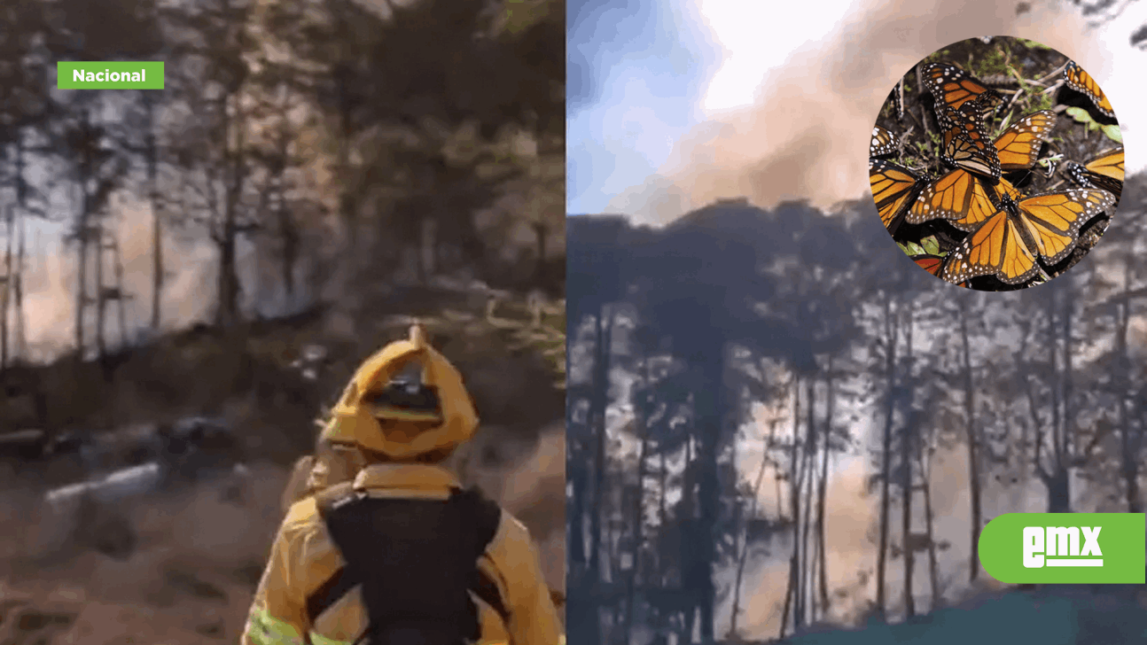 EMX-Reportan incendio en la zona de la mariposa monarca en Michoacán