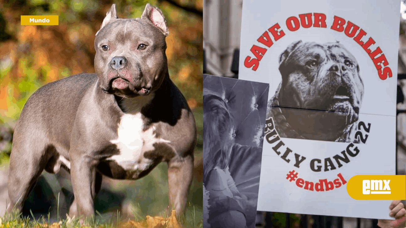 EMX-Los perros American Bully XL y su prohibición en Reino Unido, Ministro pide sacrificarlos