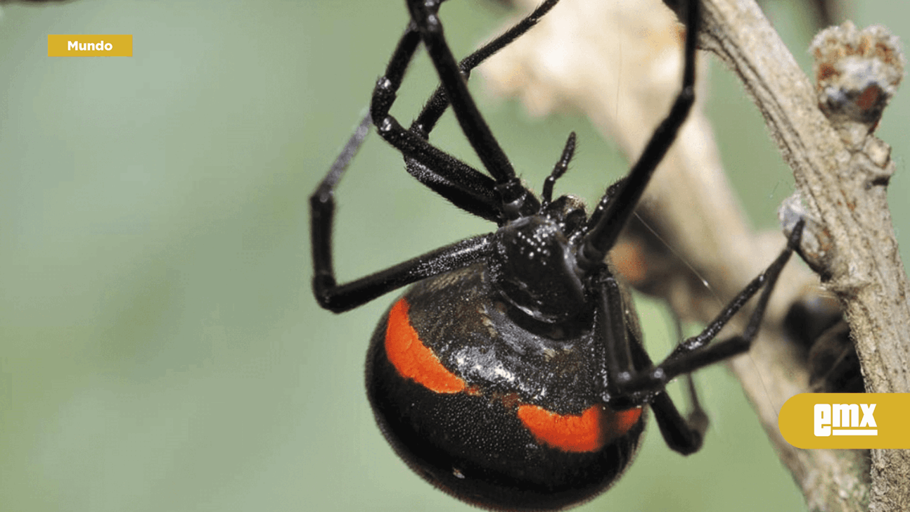 EMX-Decomisan más de 1,000 arañas de la especie viuda negra en Francia