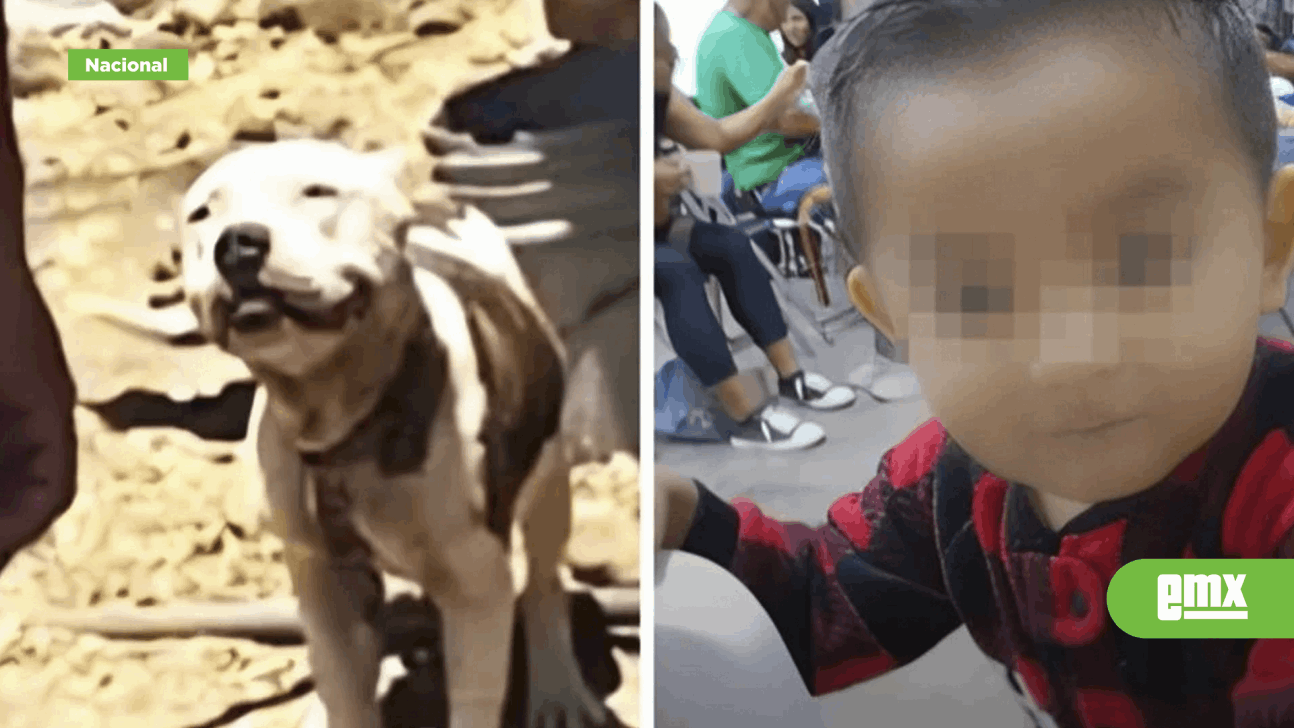 EMX-Pitbull mata a niño de 2 años en Jalisco; menor intentó acariciarlo