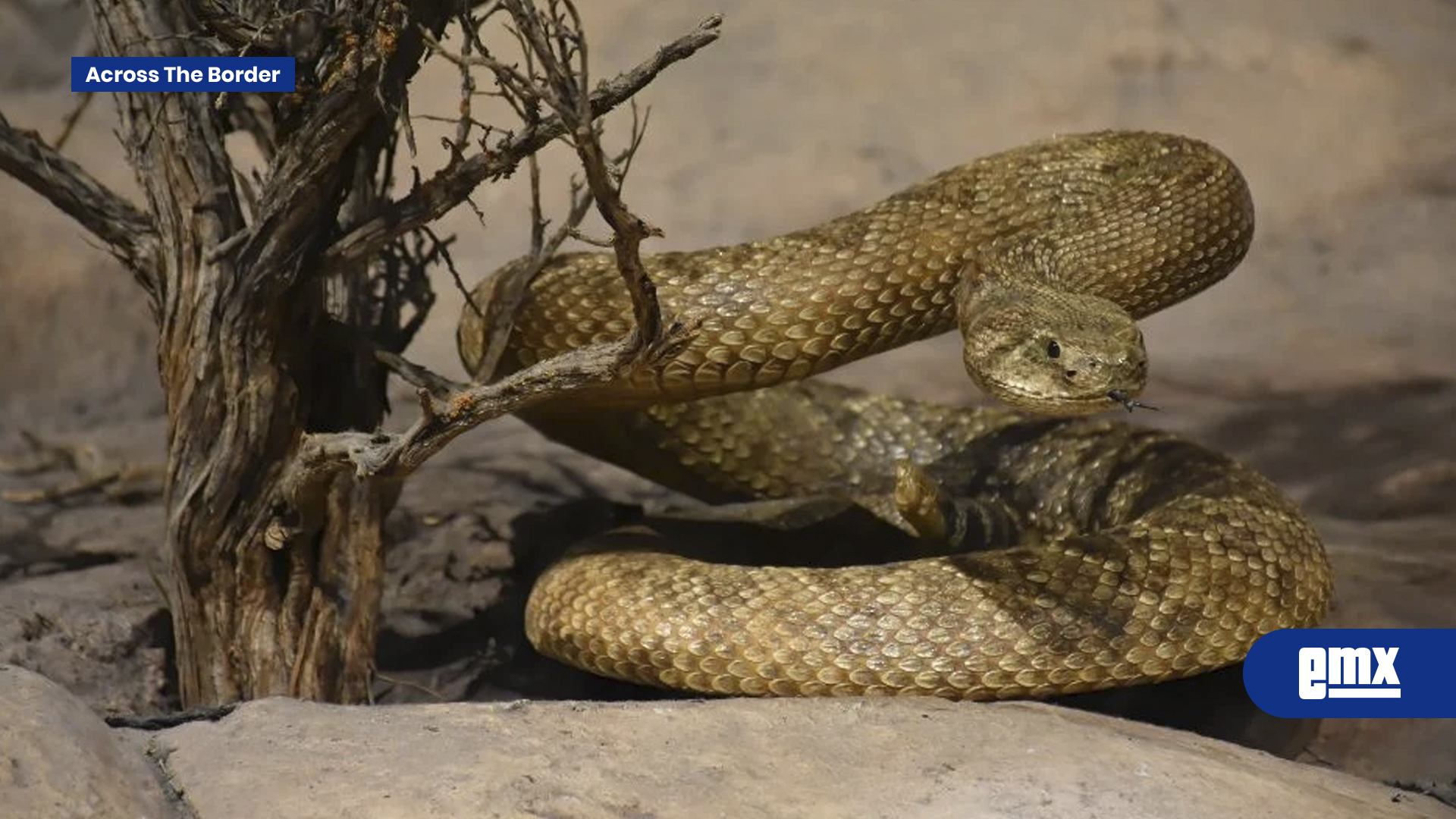 EMX-Muere-senderista-al-ser-mordido-por-serpiente-que-intentó-levantar-en-Tennessee